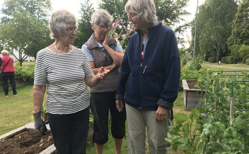 Besök hos stadsodlarna i Viken