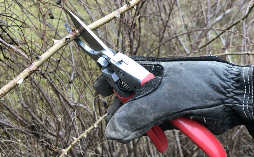 Bild på en hand med sekatör som klipper i en rosgren.