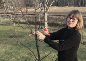 Ann Elgemark beskär ett äppelträd