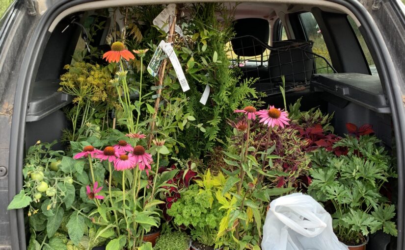 Ett bagaeutrymme fullt av växter som fyndades på Svedrins Handelsträdgård.