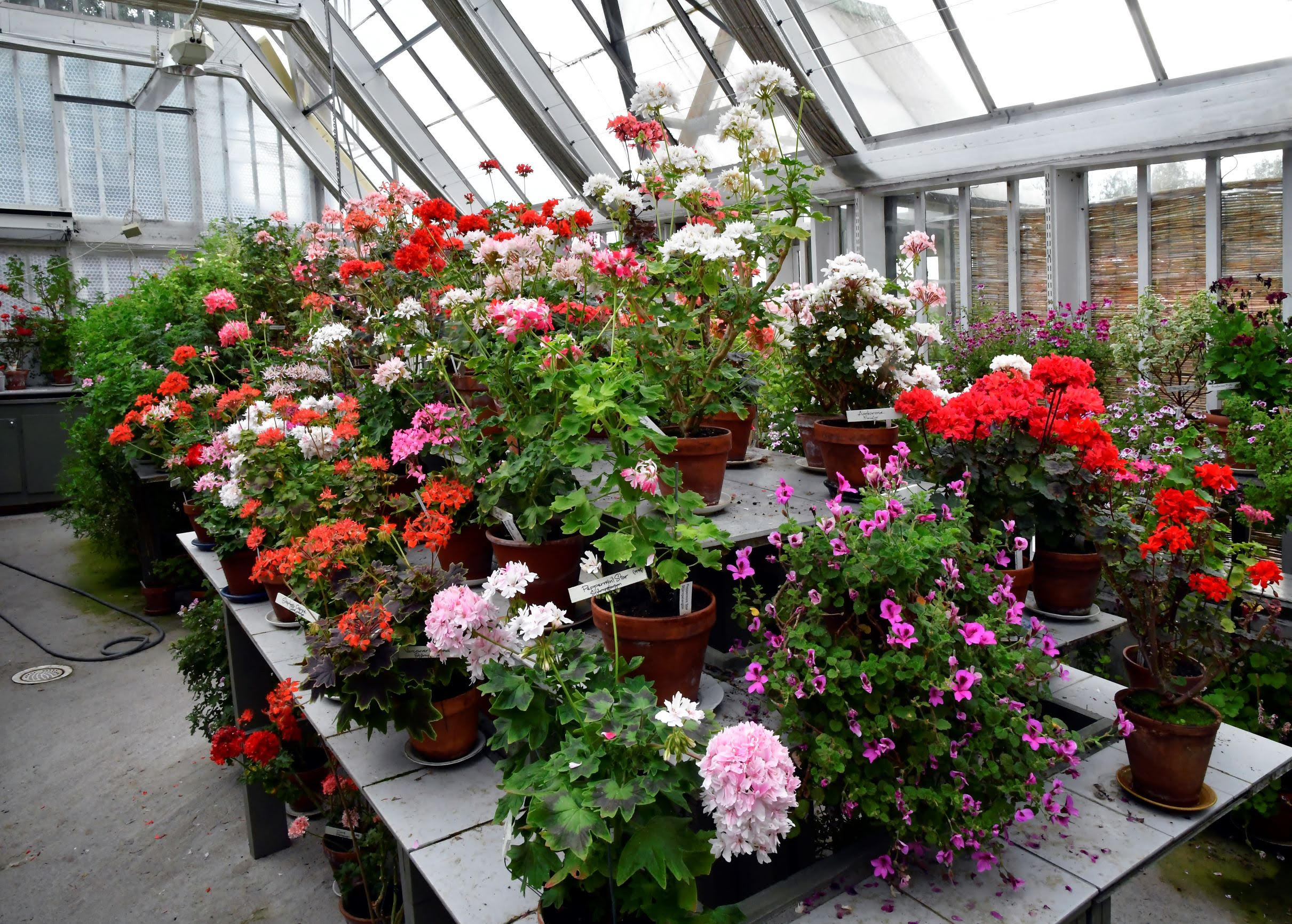 En bild inifrån Niklasdams pelargonmuseum.